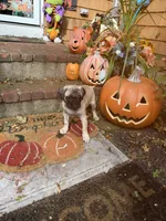 M#2, a male French Bulldog and Pug for sale in Springfield, MA – 2 of 10