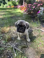 M#1, a male French Bulldog and Pug for sale in Springfield, MA – 3 of 10