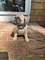 M#1, a male French Bulldog and Pug for sale in Springfield, MA – 2 of 10