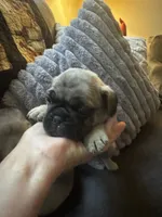 M#2, a male French Bulldog and Pug for sale in Springfield, MA – 3 of 6