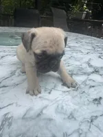 F#2, a female French Bulldog and Pug for sale in Springfield, MA – 2 of 6