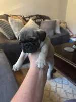 M#1, a male French Bulldog and Pug for sale in Springfield, MA – 5 of 5