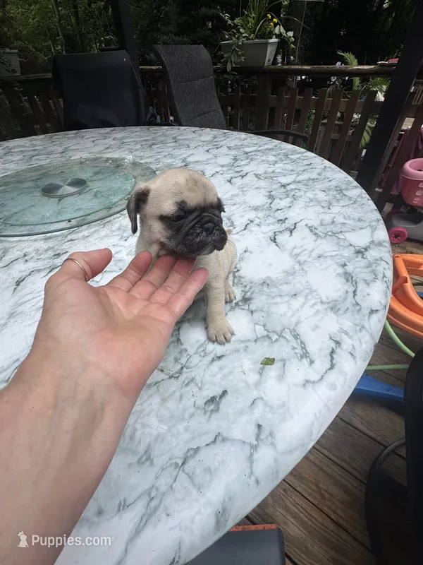 F#2 – French Bulldog, Pug puppy for sale in Springfield, MA