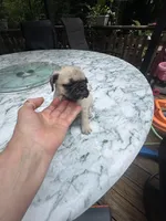 F#2, a female French Bulldog and Pug for sale in Springfield, MA – 1 of 6