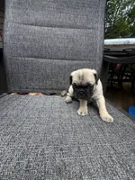 F#2, a female French Bulldog and Pug for sale in Springfield, MA – 6 of 6