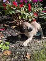 M#1, a male French Bulldog and Pug for sale in Springfield, MA – 7 of 10