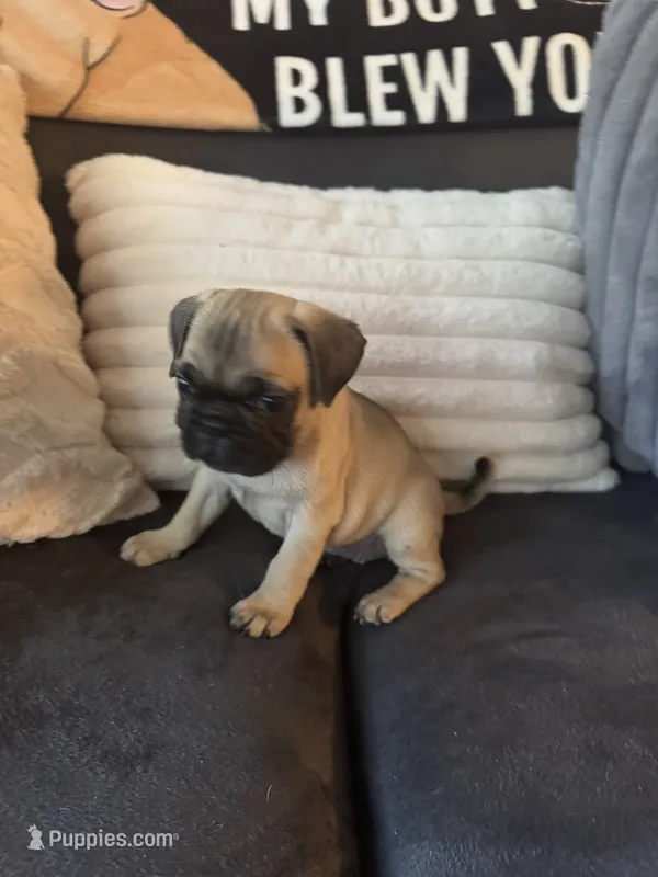 F#2 – French Bulldog, Pug puppy for sale in Springfield, MA