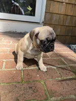 M#1, a male French Bulldog and Pug for sale in Springfield, MA – 10 of 10