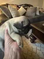 M#1, a male French Bulldog and Pug for sale in Springfield, MA – 4 of 5