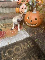 M#2, a male French Bulldog and Pug for sale in Springfield, MA – 8 of 10