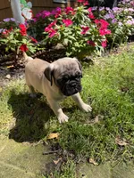 M#1, a male French Bulldog and Pug for sale in Springfield, MA – 9 of 10