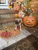 M#2, a male French Bulldog and Pug for sale in Springfield, MA – 6 of 10