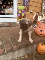 M#2, a male French Bulldog and Pug for sale in Springfield, MA – 3 of 10
