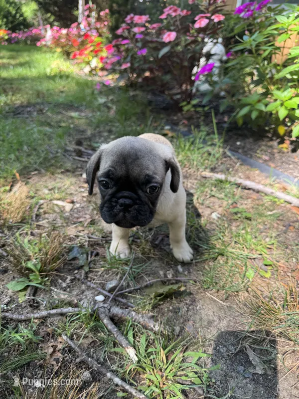M#2 – French Bulldog, Pug puppy for sale in Springfield, MA