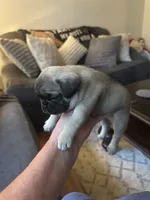 M#1, a male French Bulldog and Pug for sale in Springfield, MA – 3 of 5