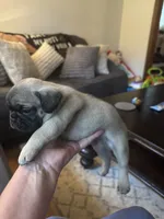 M#1, a male French Bulldog and Pug for sale in Springfield, MA – 2 of 5