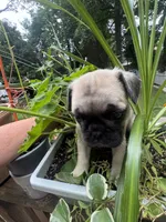 F#1, a female French Bulldog and Pug for sale in Springfield, MA – 3 of 4