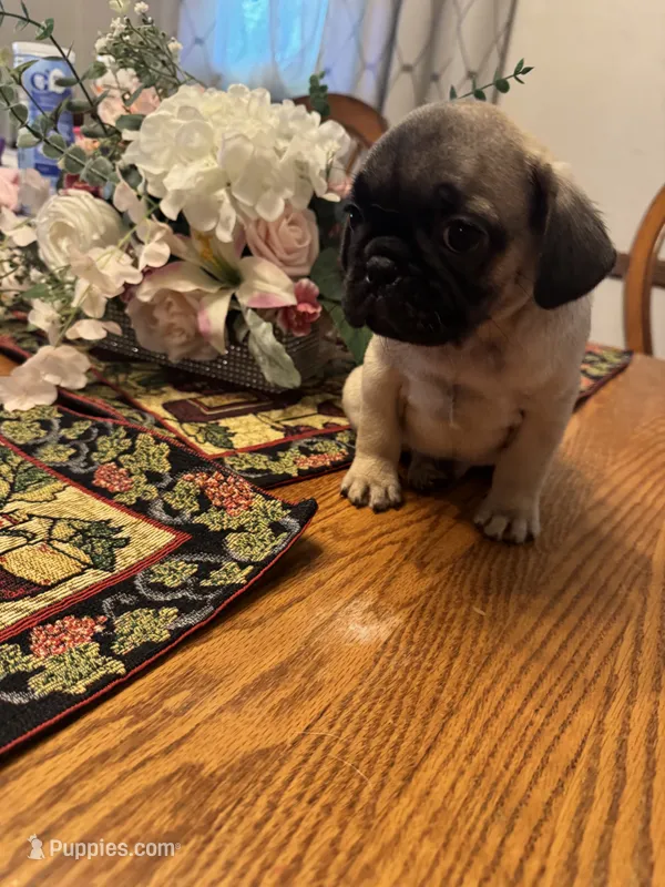 M#2 – French Bulldog, Pug puppy for sale in Springfield, MA