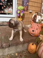 M#2, a male French Bulldog and Pug for sale in Springfield, MA – 5 of 10