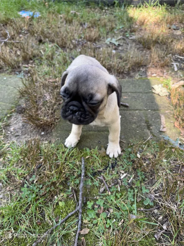 M#2 – French Bulldog, Pug puppy for sale in Springfield, MA