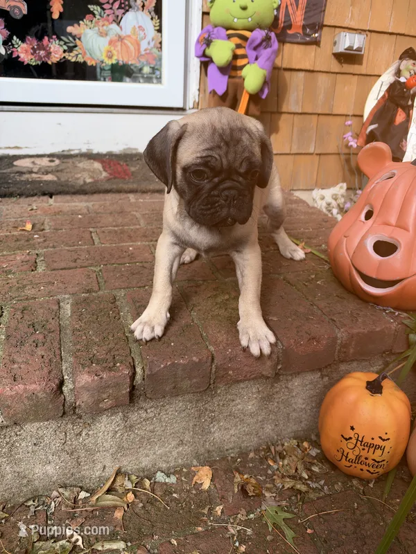 M#2 – French Bulldog, Pug puppy for sale in Springfield, MA