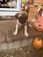M#2, a male French Bulldog and Pug for sale in Springfield, MA – 1 of 10