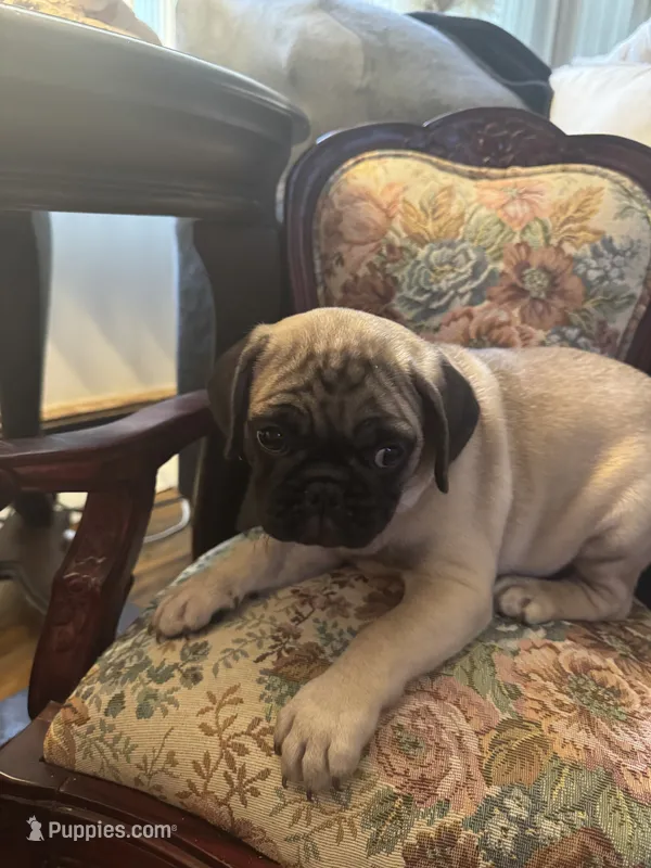 M#2 – French Bulldog, Pug puppy for sale in Springfield, MA