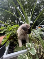 F#1, a female French Bulldog and Pug for sale in Springfield, MA – 2 of 4
