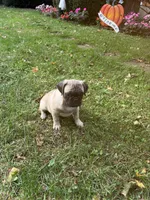 M#2, a male French Bulldog and Pug for sale in Springfield, MA – 7 of 10