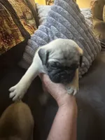 M#2, a male French Bulldog and Pug for sale in Springfield, MA – 1 of 6