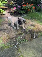 M#1, a male French Bulldog and Pug for sale in Springfield, MA – 6 of 10