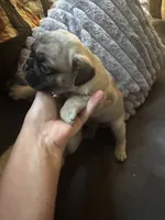 M#2, a male French Bulldog and Pug for sale in Springfield, MA – 2 of 6