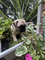 F#1, a female French Bulldog and Pug for sale in Springfield, MA – 4 of 4