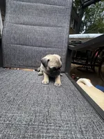 F#2, a female French Bulldog and Pug for sale in Springfield, MA – 4 of 6