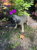 M#1, a male French Bulldog and Pug for sale in Springfield, MA – 4 of 10