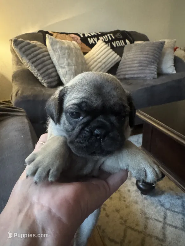 M#1 – French Bulldog, Pug puppy for sale in Springfield, MA