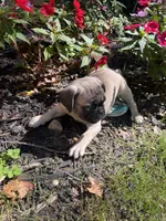 M#1, a male French Bulldog and Pug for sale in Springfield, MA – 5 of 10