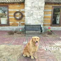 Blossom, a female Golden Retriever and English Cream Golden Retriever for sale in Grand Island, NE – Photo 6 of 10