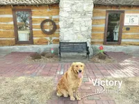 Blossom, a female Golden Retriever for sale in Grand Island, NE – Photo 6 of 10