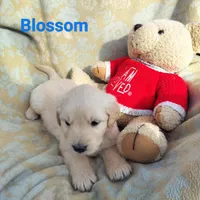 Blossom, a female Golden Retriever and English Cream Golden Retriever for sale in Grand Island, NE – Photo 1 of 10