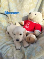 Blossom, a female Golden Retriever for sale in Grand Island, NE – Photo 1 of 10