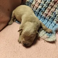 Blossom, a female Golden Retriever and English Cream Golden Retriever for sale in Grand Island, NE – Photo 2 of 10
