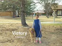 Blossom, a female Golden Retriever for sale in Grand Island, NE – Photo 5 of 10