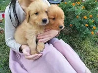 Captain , a male Golden Retriever for sale in Grand Island, NE – 3 of 3