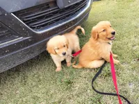 Captain , a male Golden Retriever for sale in Beaver City, NE – 7 of 9