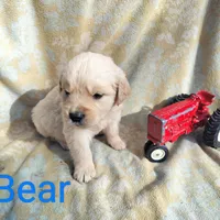 Bear, a male Golden Retriever and English Cream Golden Retriever for sale in Grand Island, NE – Photo 1 of 9