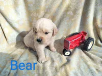 Bear, a male Golden Retriever for sale in Grand Island, NE – Photo 1 of 9