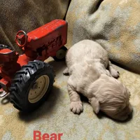 Bear, a male Golden Retriever and English Cream Golden Retriever for sale in Grand Island, NE – Photo 2 of 9