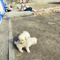 Bear, a male Golden Retriever and English Cream Golden Retriever for sale in Grand Island, NE – Photo 7 of 9