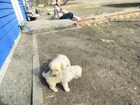 Bear, a male Golden Retriever for sale in Grand Island, NE – Photo 7 of 9